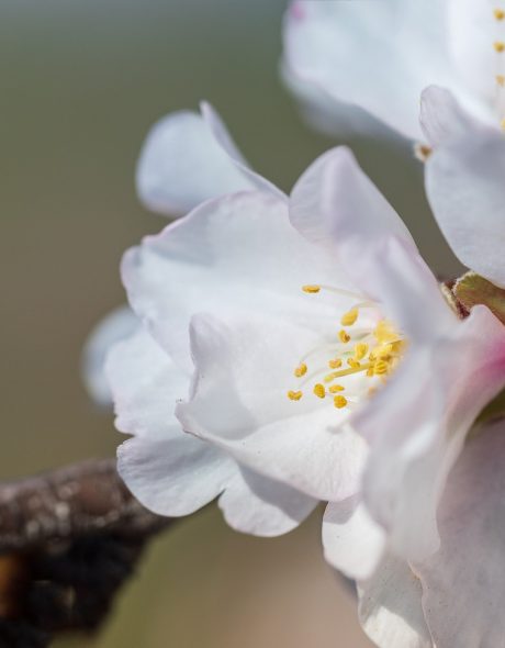 flower-of-the-almond-tree-4955172_1920 flower-of-the-almond-tree-4955172_1920