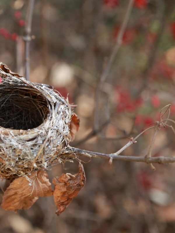 the-birds-nest-3826363_1920 the-birds-nest-3826363_1920
